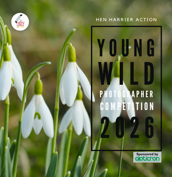 Photograph featuring close-up of white snowdrop flowers with green stems against blurred natural background, promoting Young Wild Photographer Competition 2026 by Hen Harrier Action