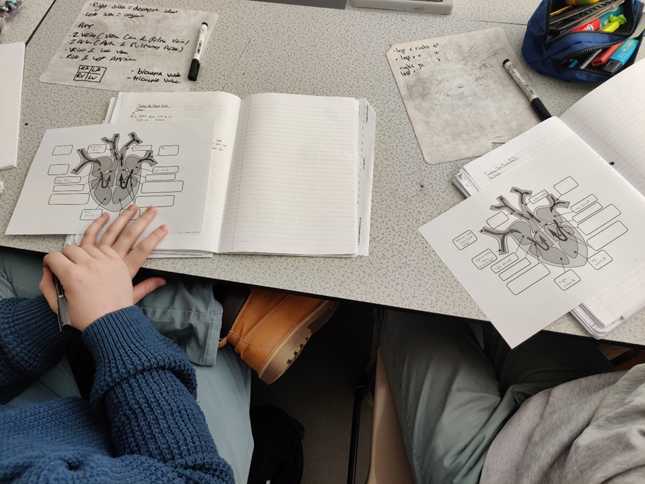 example of work in Biology on hearts
