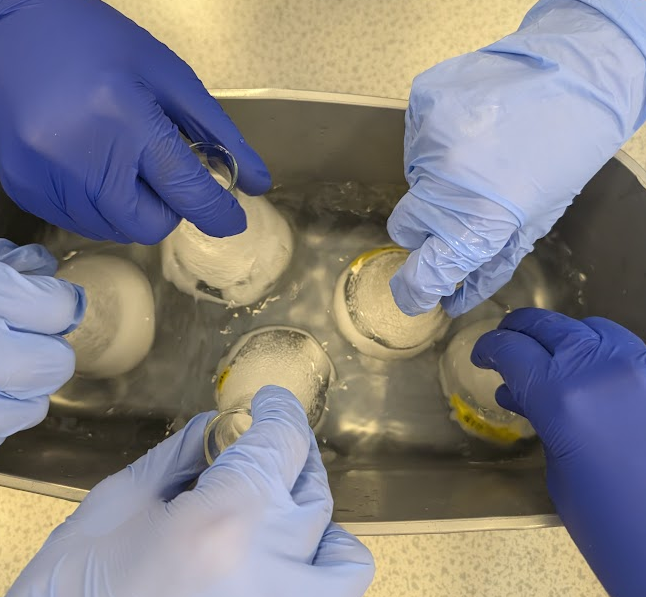 five hands in blue gloves holding funnels with a white powder in, in water 