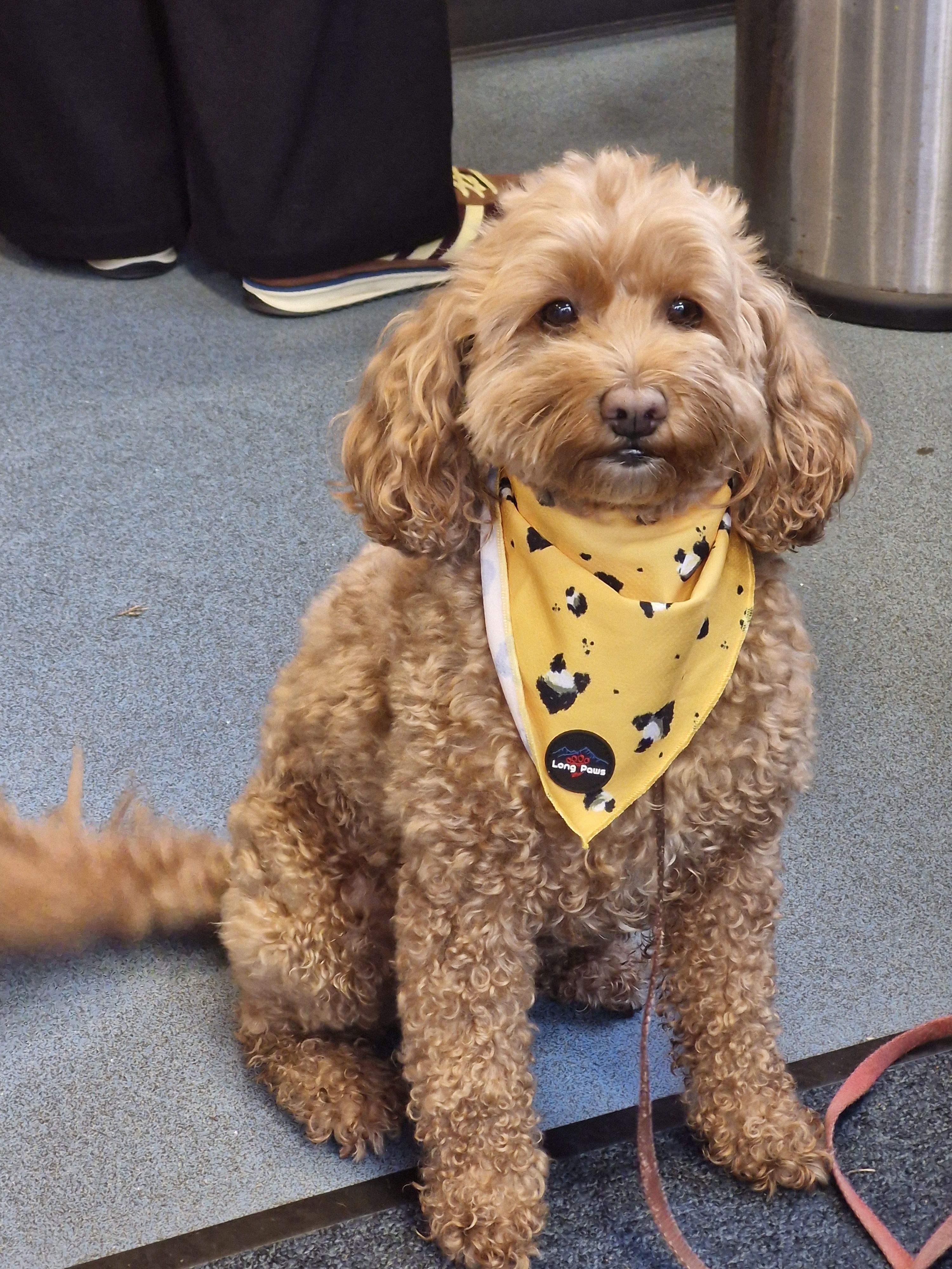 Lulu the school dog wearing a yellow bandana