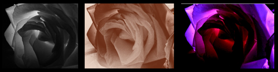 three images of a  close up of a rose