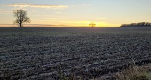 A field with trees and a sunset