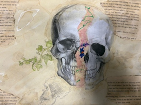 A drawing of a skull