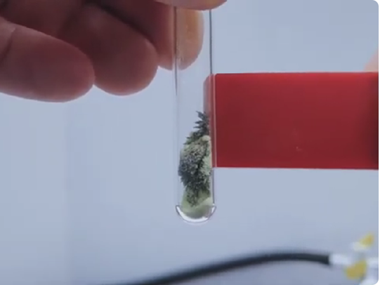 a hand holding a test tube 