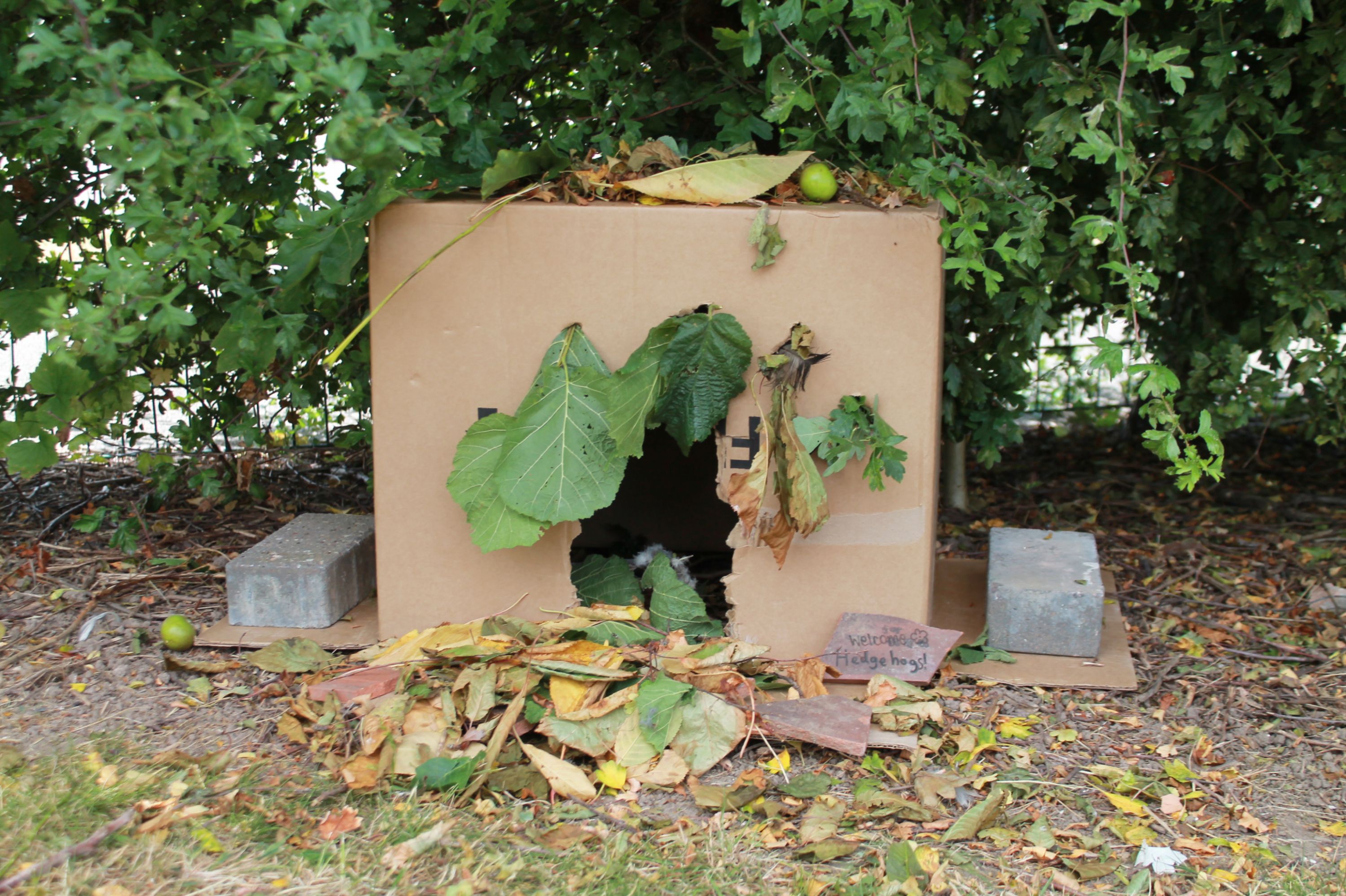 a hedgehog house 