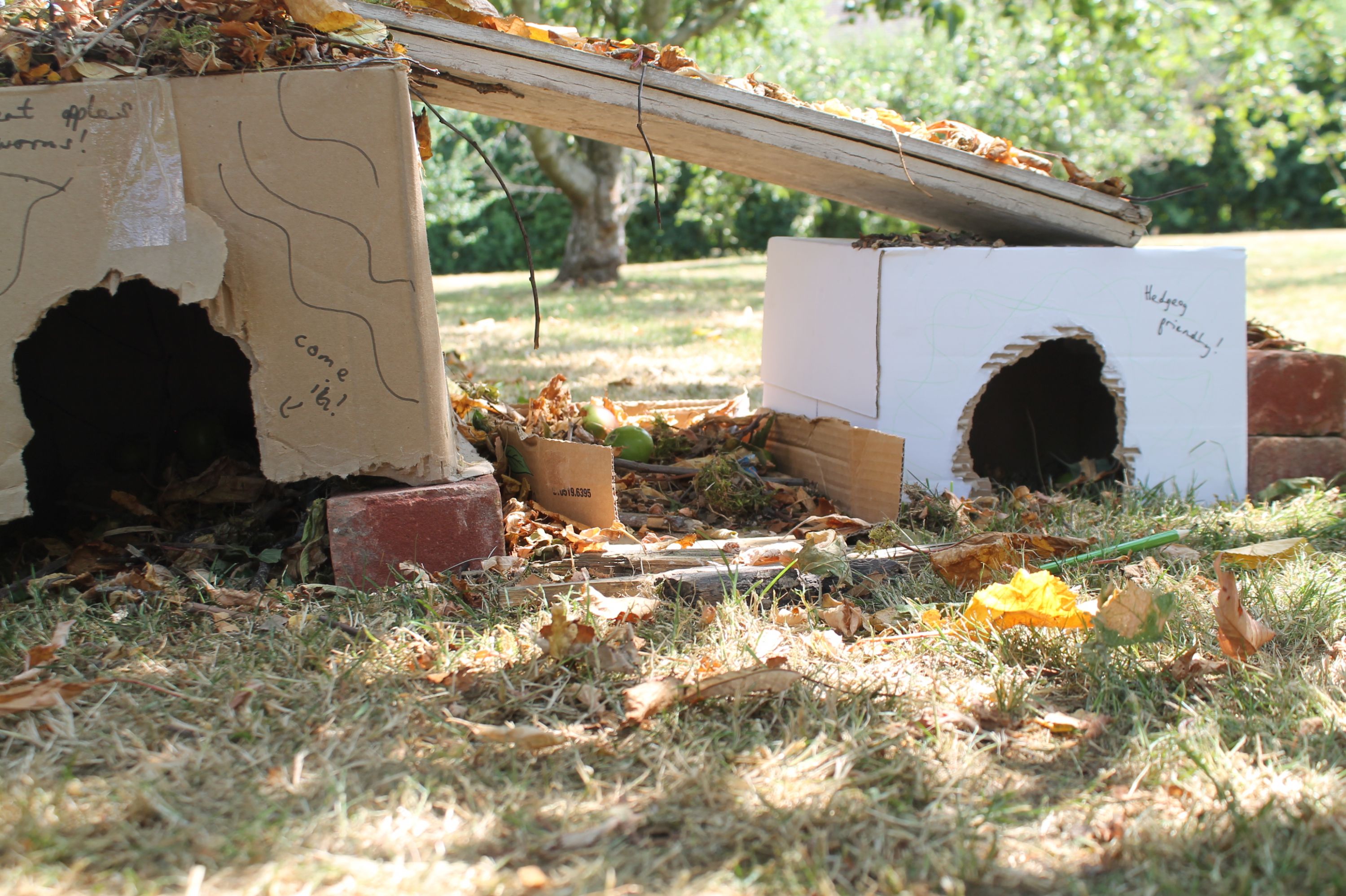 a hedgehog house 