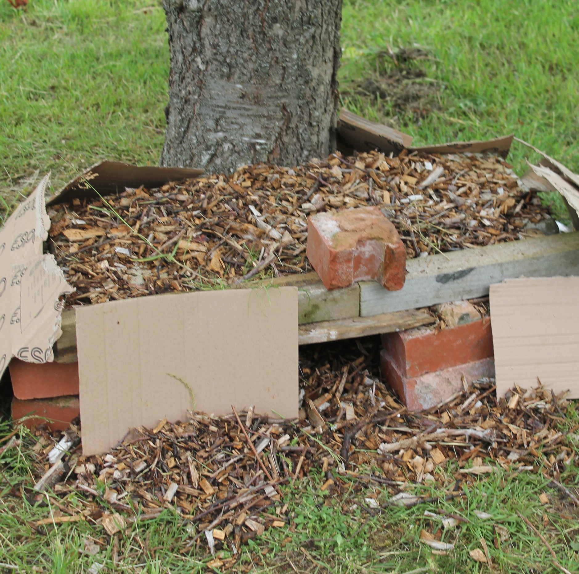 Photograph of a tree base surrounded by a mulch bed bordered with bricks and cardboard pieces. The mulch consists of wood chips, with some cardboard placed around edge