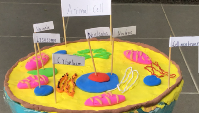 A cell model made out of clay