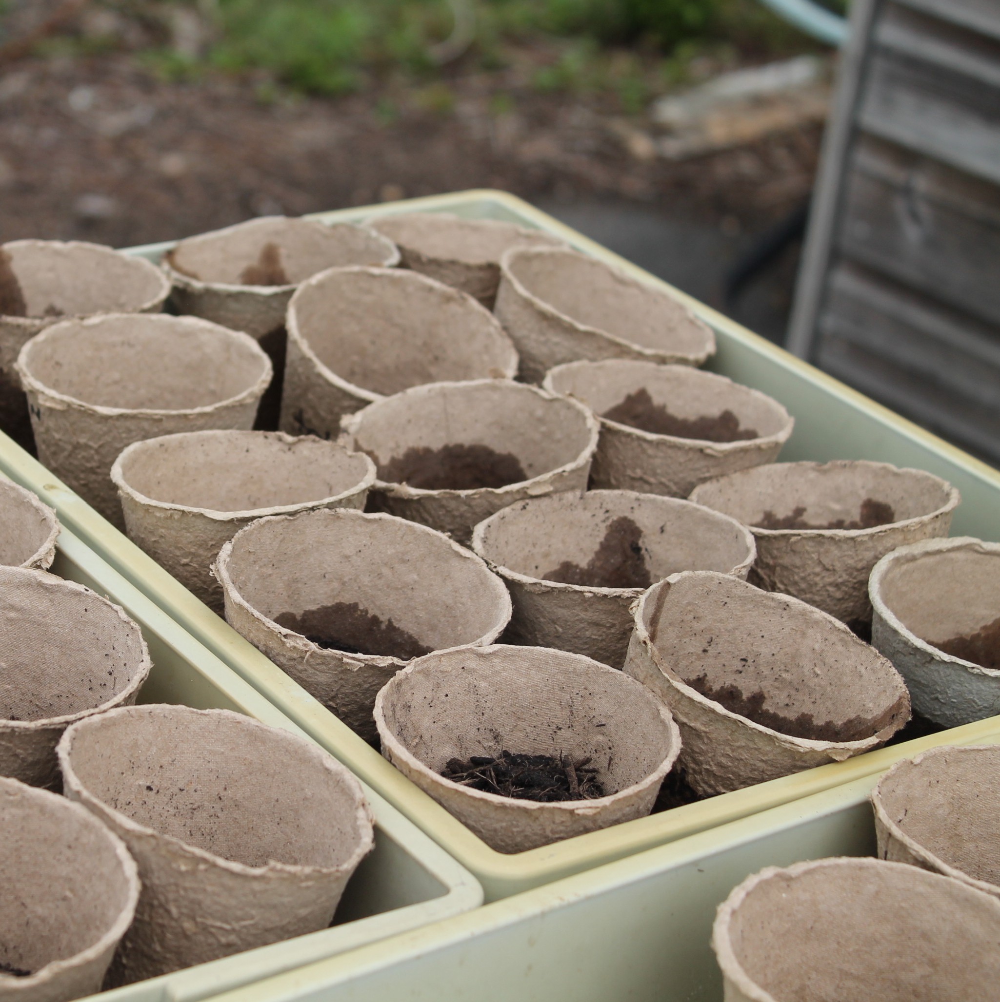 Photograph showing biodegradable seedling pots arranged in trays, some containing soil and others empty, set outdoors likely for gardening or plant propagation. Pots are light brown with rough texture, and trays are pale yellow, indicating preparation for planting seeds or seedlings