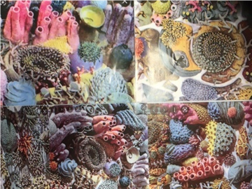 Photograph showing a collage of four close-up sections of a coral reef with diverse marine life, including various corals, sponges, and sea anemones in vibrant colours like pink, purple, yellow, and blue. Each section highlights intricate textures and shapes, illustrating biodiversity and complexity of underwater ecosystems.