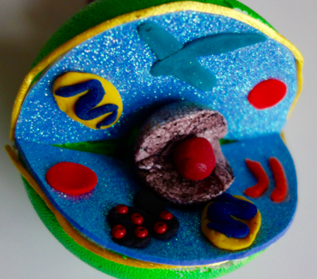 A model of a cell