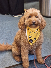 A dog wearing a yellow bandana