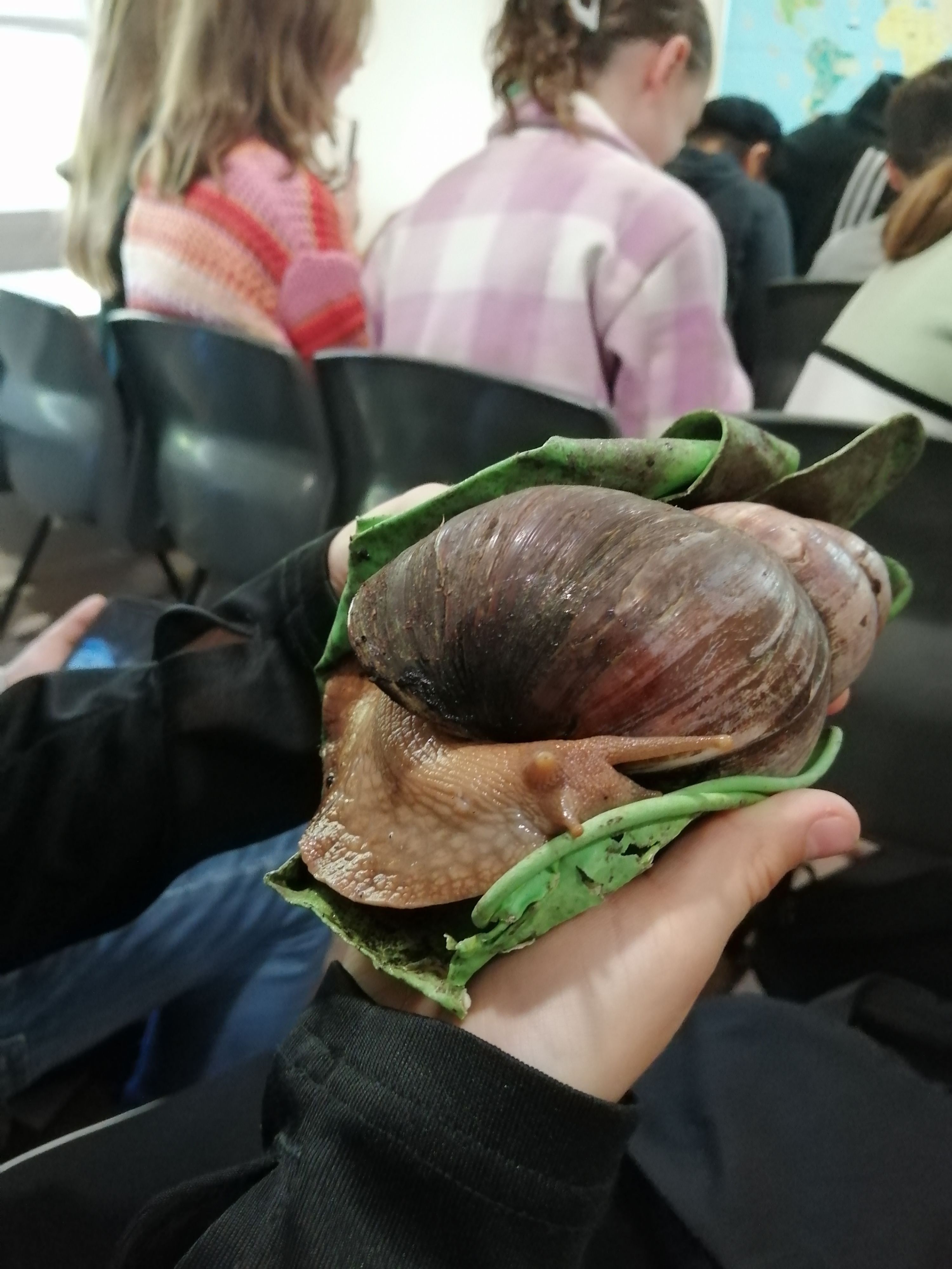 Year 7 students at the  Birmingham Botanical Gardens holding a giant snail 